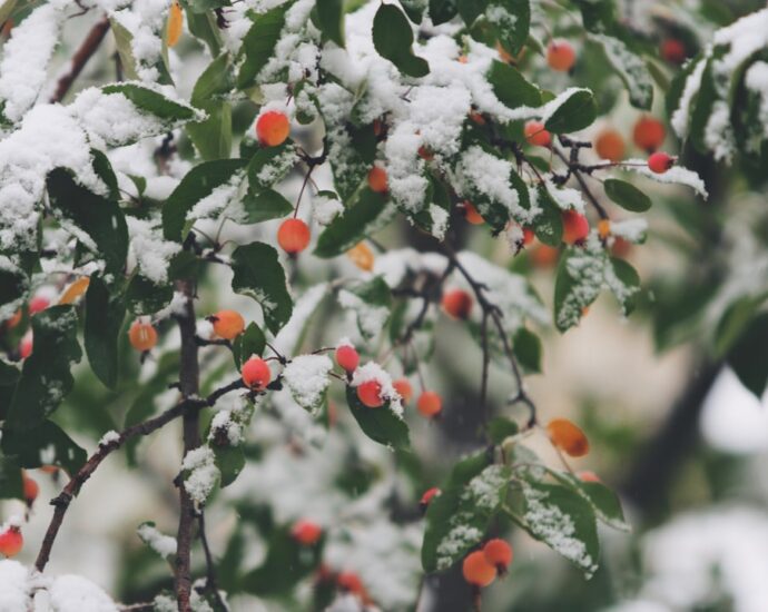 Photo Winter salad