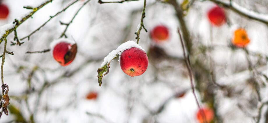Photo Winter fruits