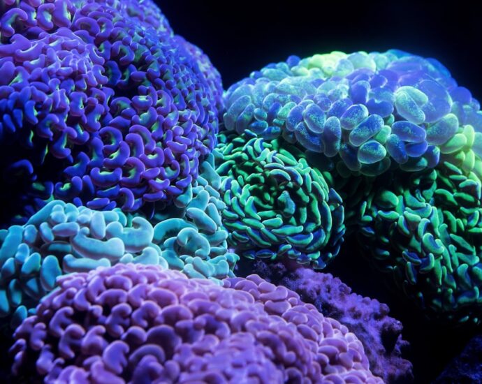 Photo Cancerul colorectal