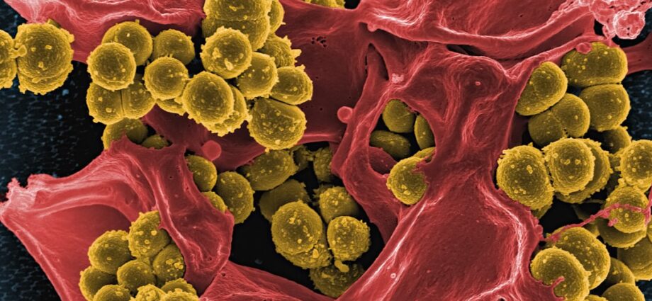 Photo Helicobacter Pylori