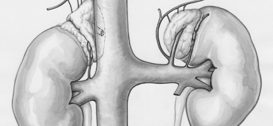 Photo detoxify kidneys