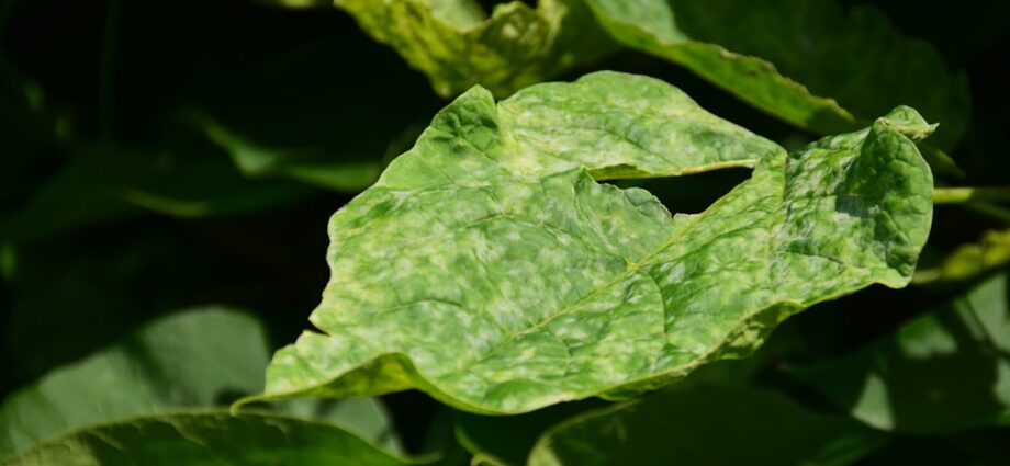 Photo Raynauds disease