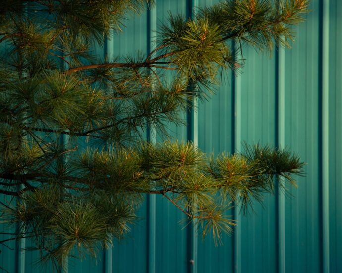Photo essential oil pine congestion