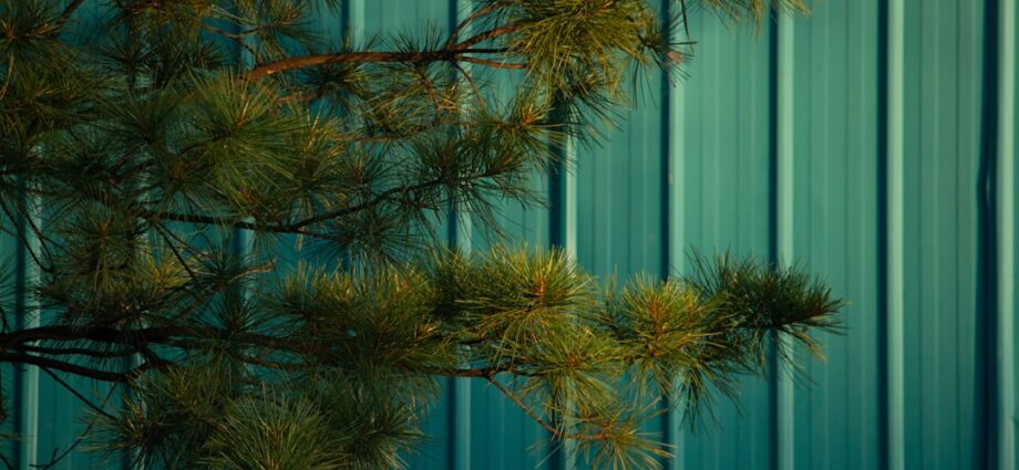 Photo essential oil pine congestion