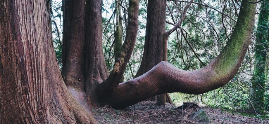 Photo naturist treatment