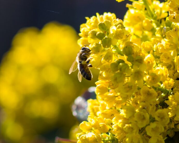 Photo natural treatment for pollen allergy