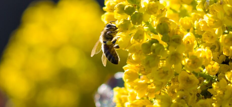 Photo natural treatment for pollen allergy