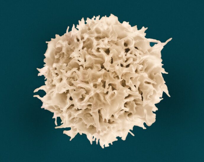 Photo immune system