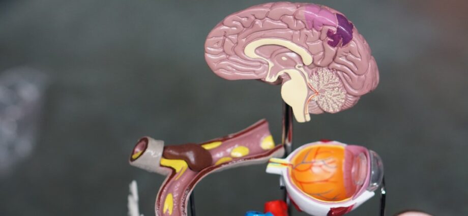 Photo brain diseases