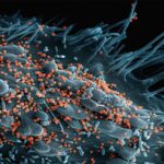 Photo intestinal microbiome