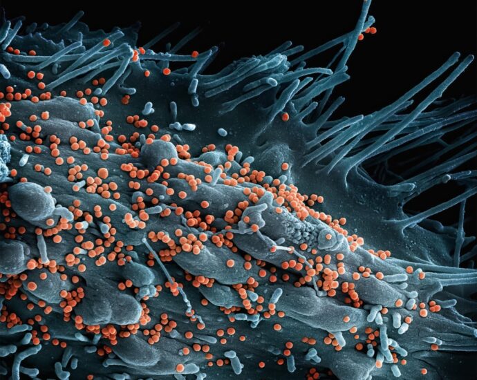 Photo intestinal microbiome