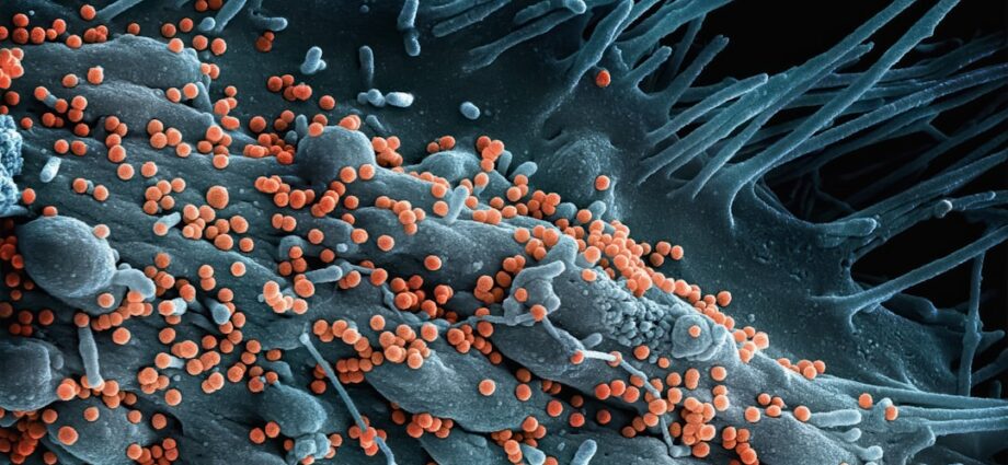 Photo intestinal microbiome