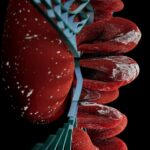 Photo genetic risks
