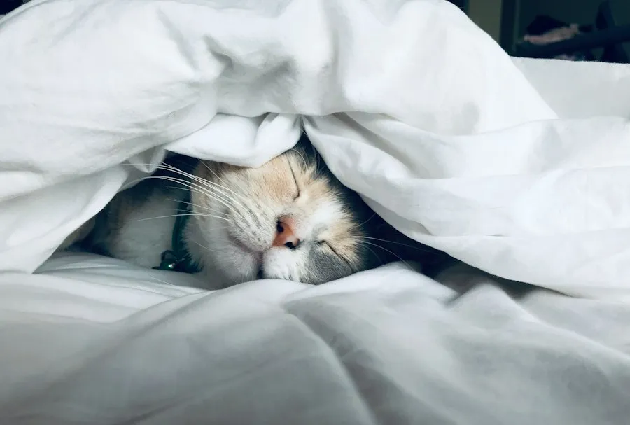 Photo quality sleep tips